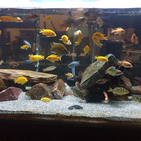 i fish|About Us .